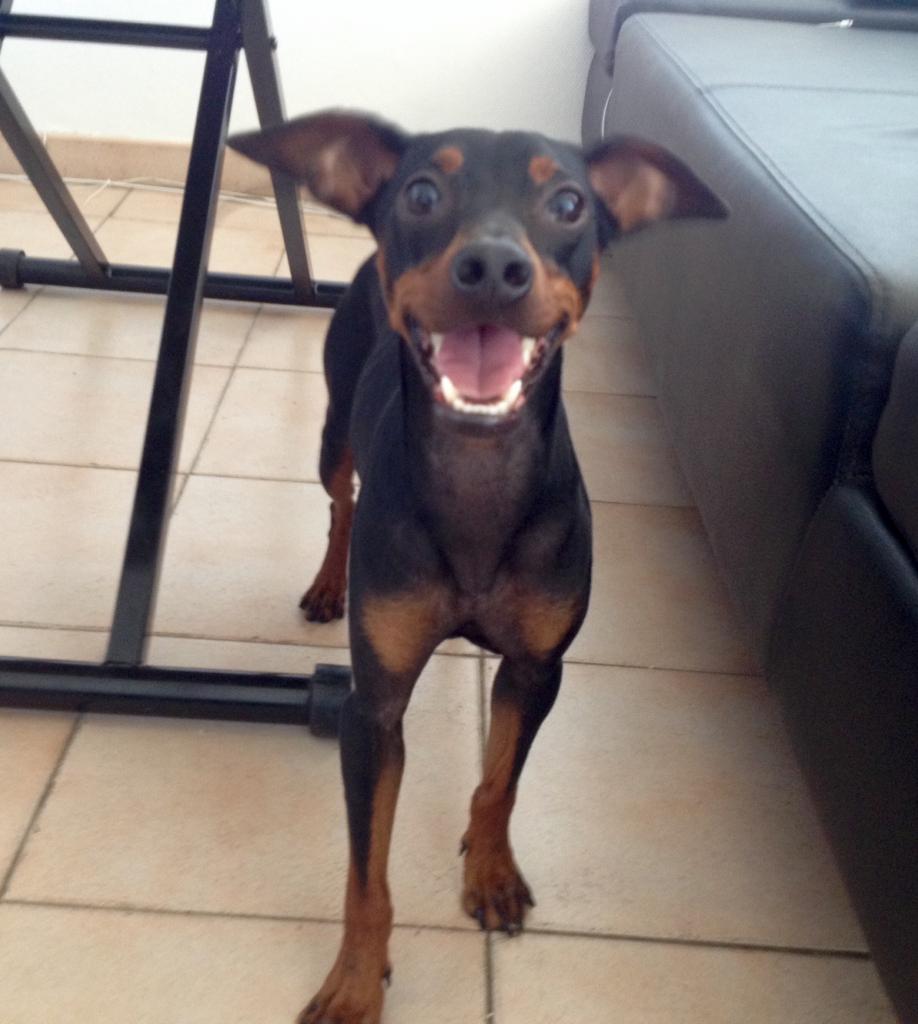 Rex, pinscher de 1 an 1/2