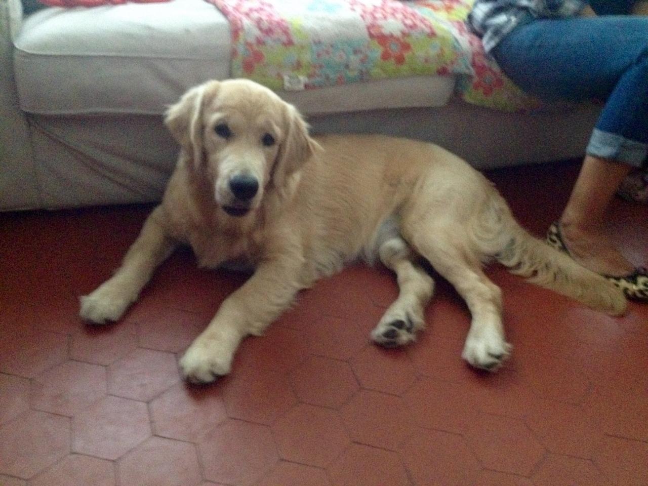 Marley, golden de 7 mois