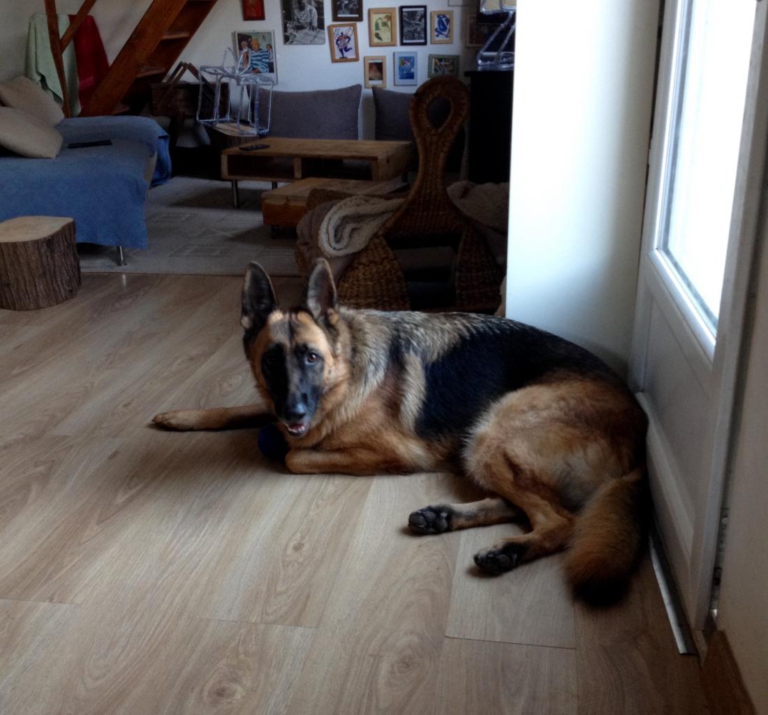 Gena, berger allemand 4 ans