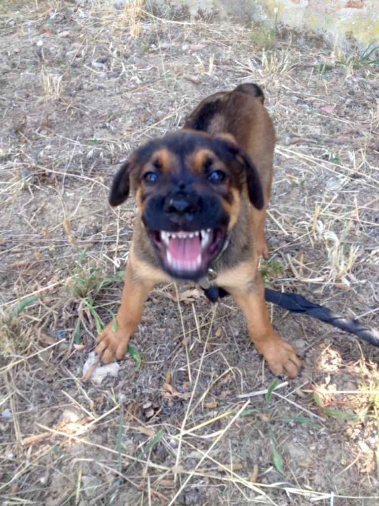 Lyndia, croisé rottweiler & malinois de 2 mois