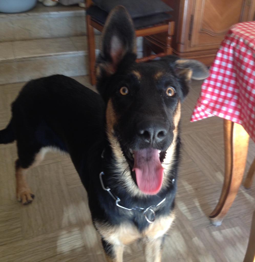 Nala, croisé berger beauceron 7 mois