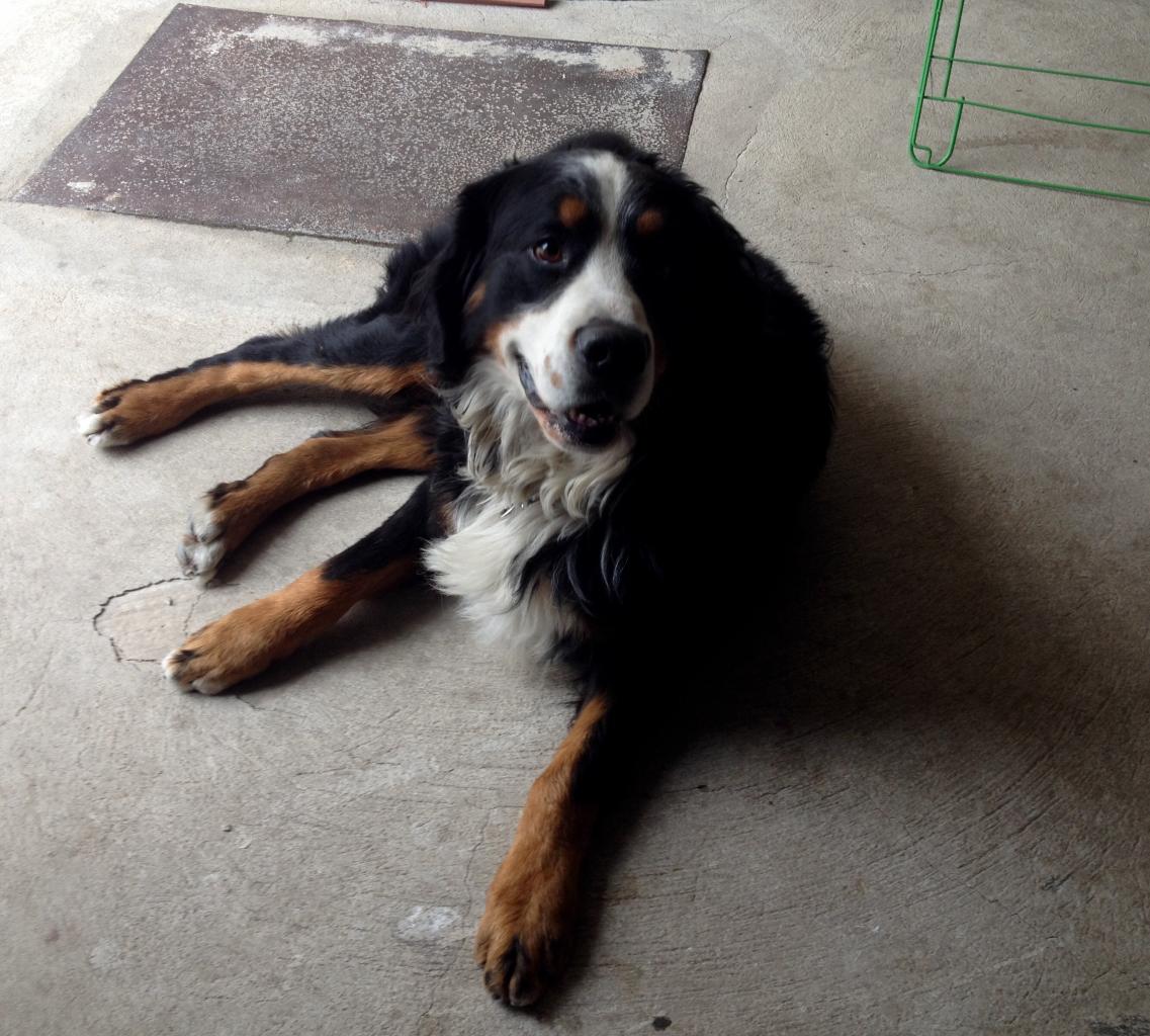 Buz, bouvier bernois de 3 ans