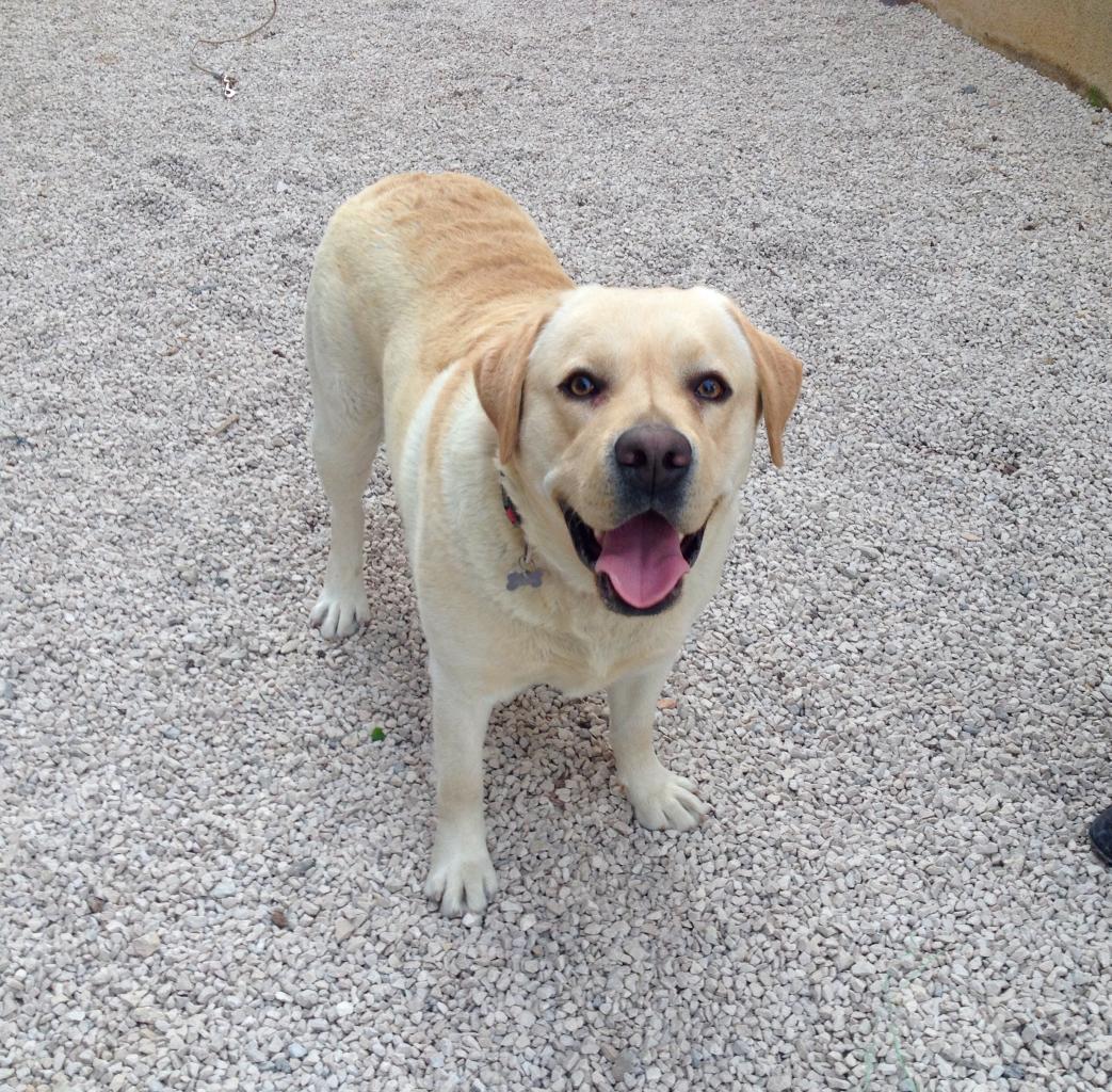 Samy, labrador de 2 ans