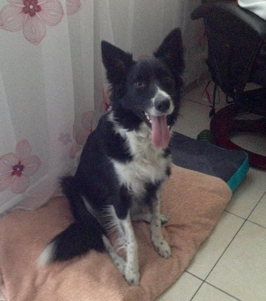 Idden, border collie de  3 ans