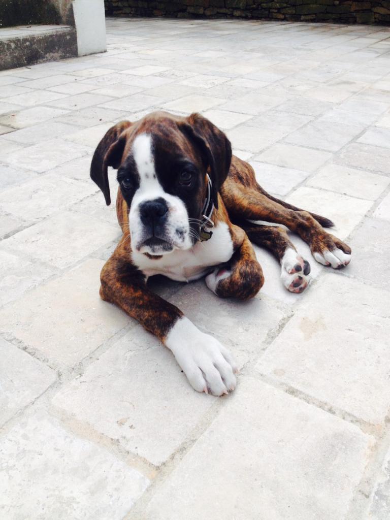 Lila, boxer de 3 mois