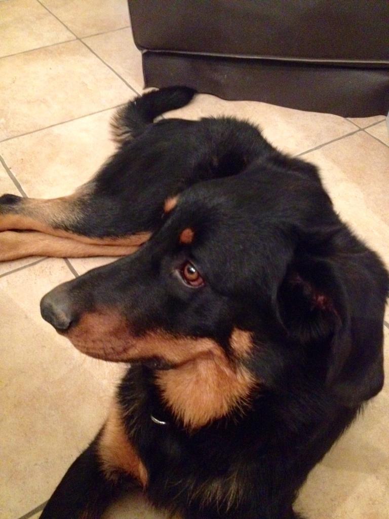 Lenny, beauceron de 8 mois