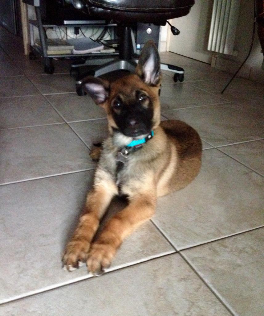 Luthor, malinois de 3 mois