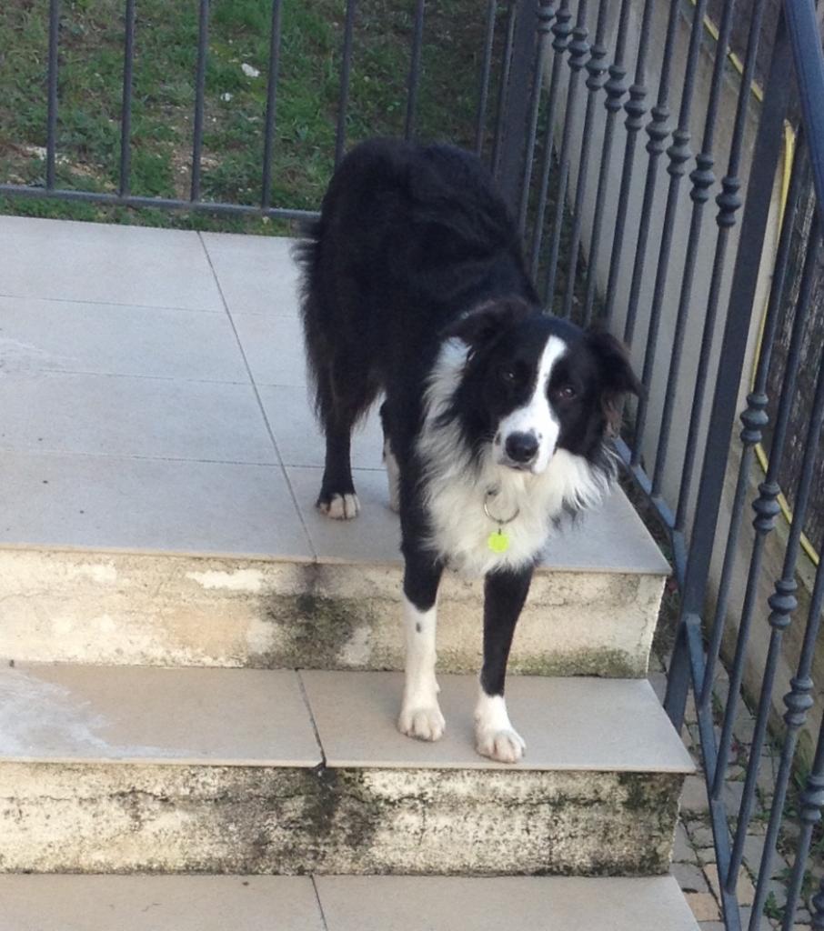 Zizou, border collie de 14 mois