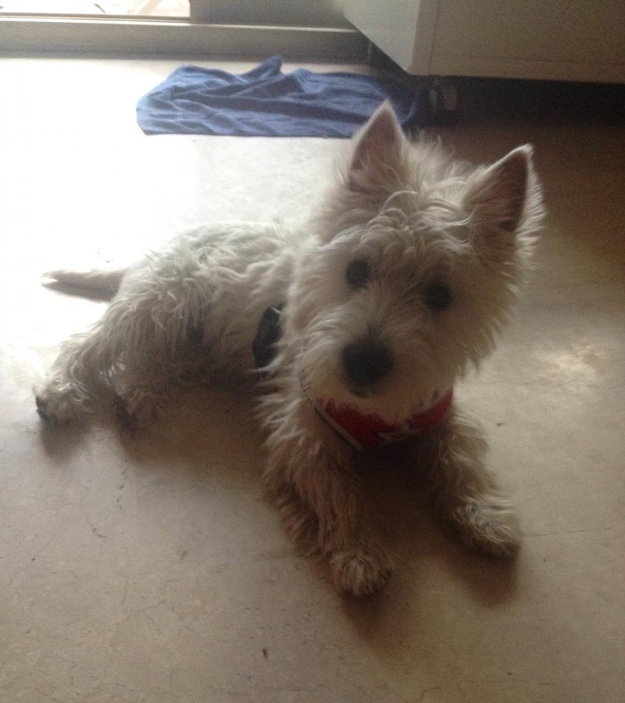 Jango, westie de 5 mois