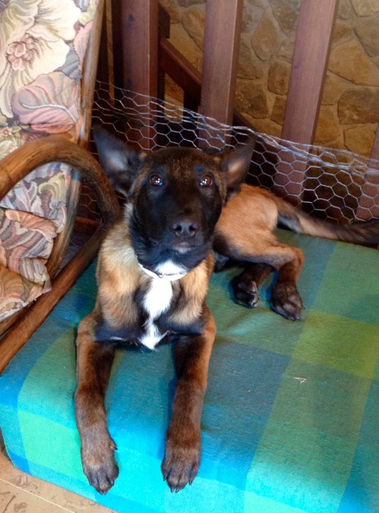 Murphy, malinois de 3 mois