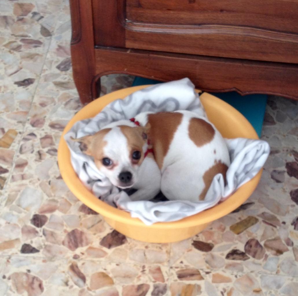 Dayoune, chihuahua de 2 ans