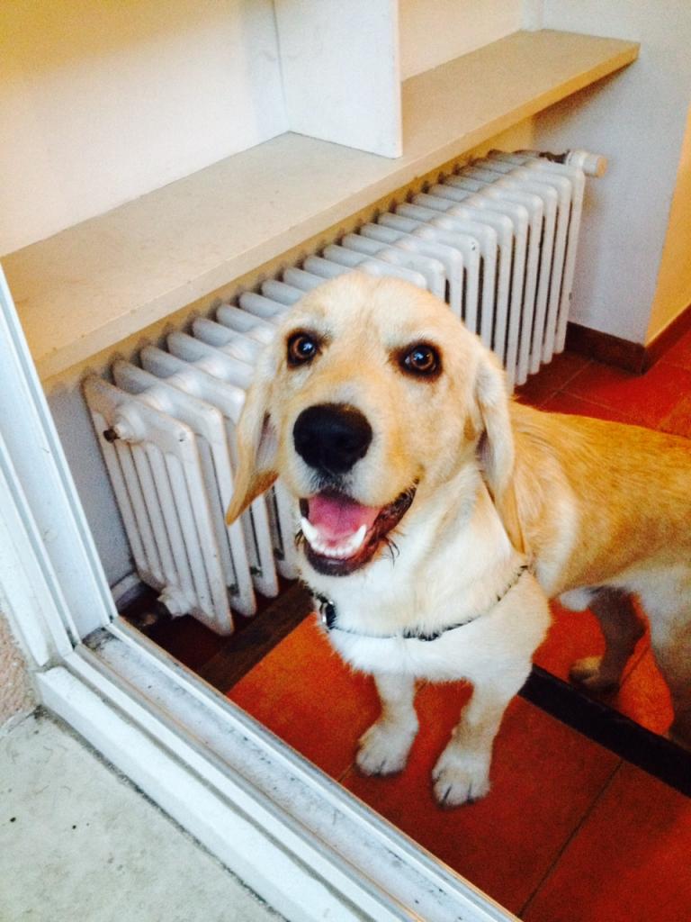 joker, croisé labrador & berger de 1 an