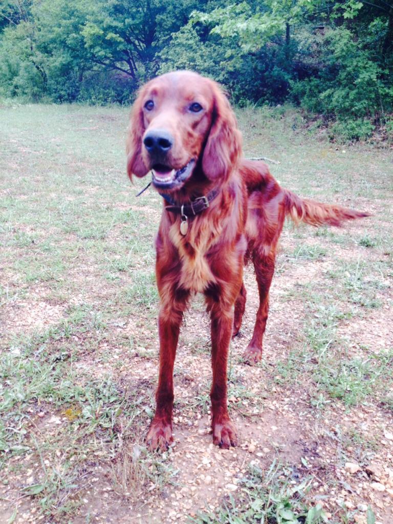 Jersey Setter Irlandais de 1 an