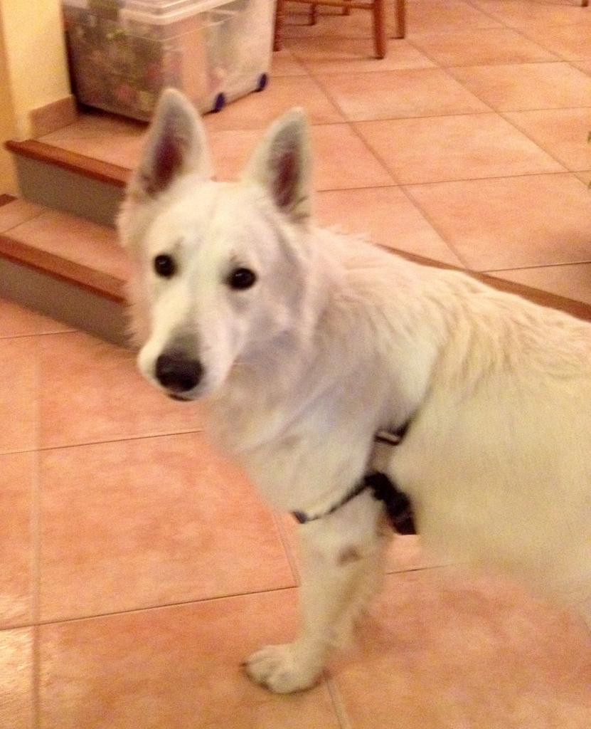 Igloo, berger blanc suisse de 2 ans