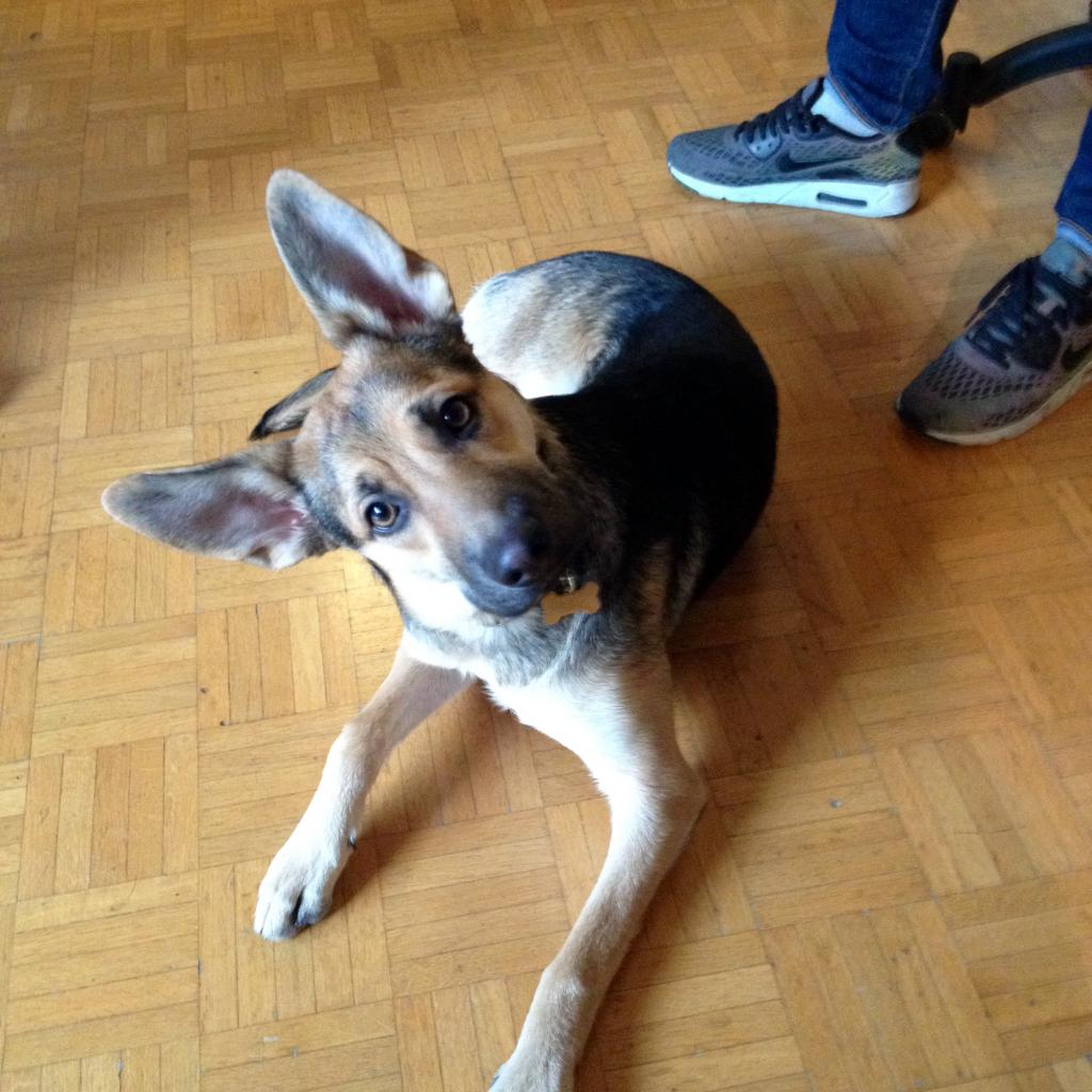 Chuck, croisé berger allemand de 7 mois