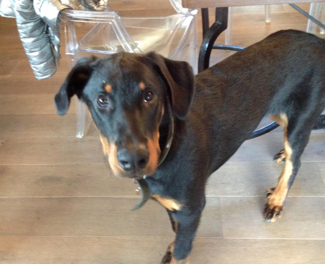 Jazzy, beauceron de 6 mois