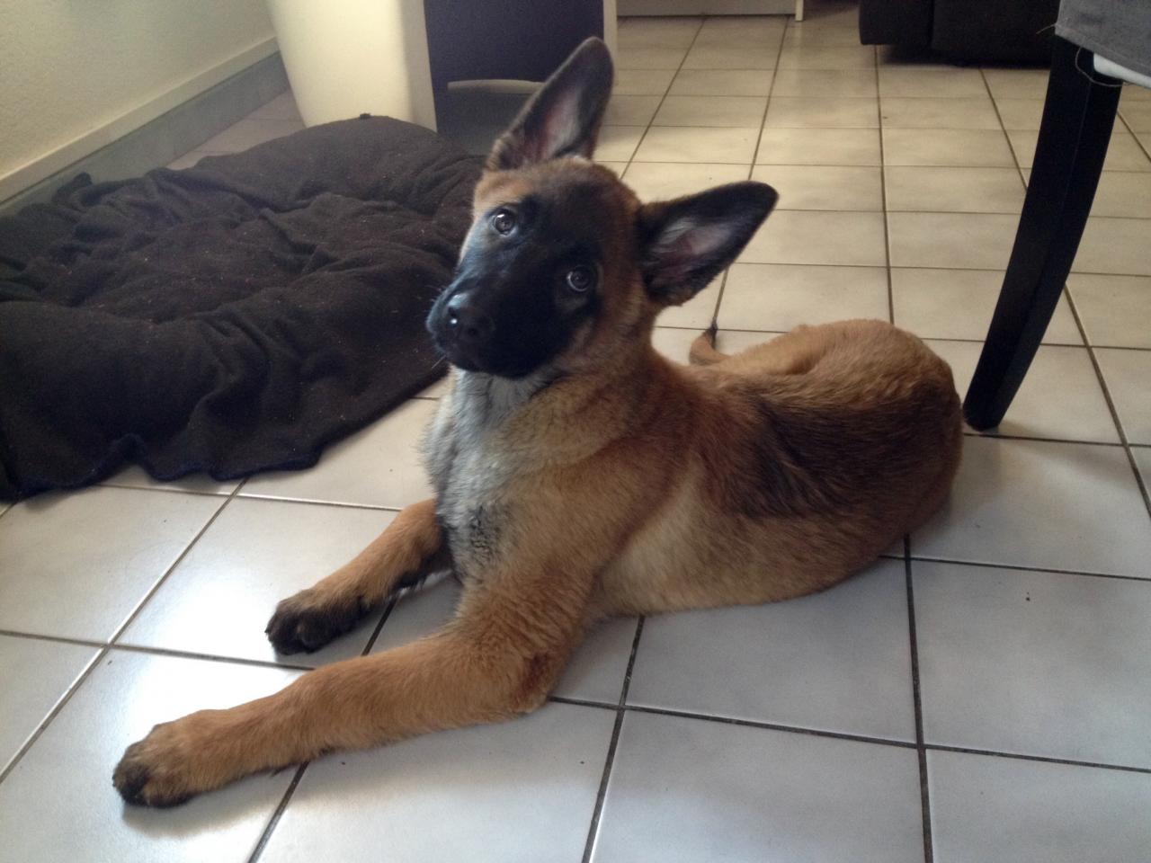 Tyson, malinois de 3 mois