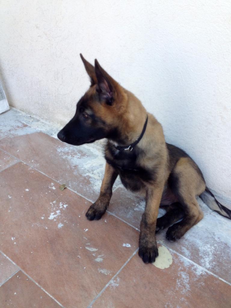 Lee, malinois de 2 mois 1/2