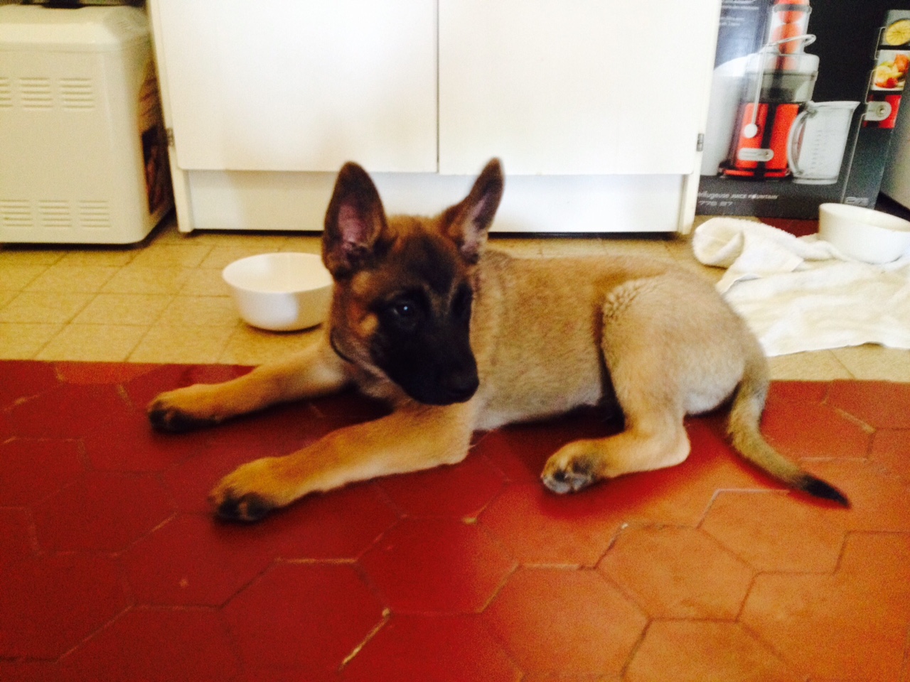 Rafik, malinois de 2 mois