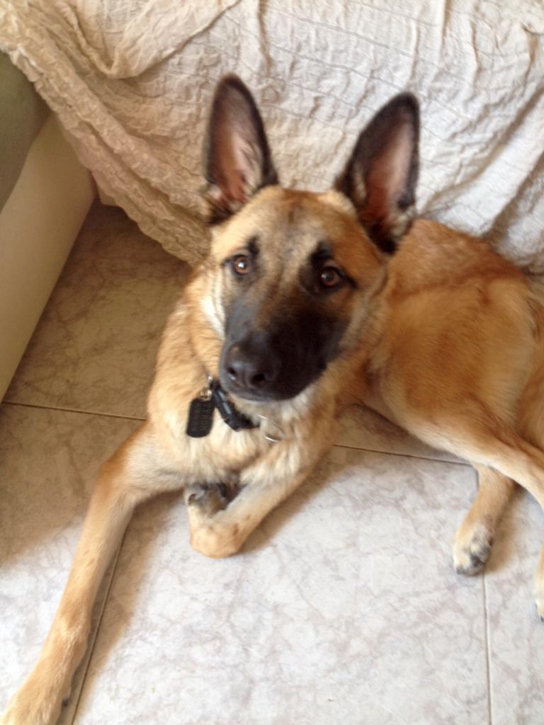 Tyron, malinois de 11 mois