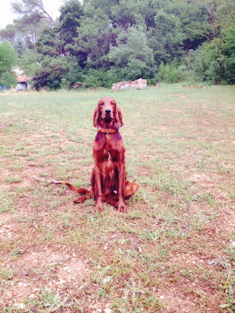 Ugo, Setter Irlandais de 3 ans