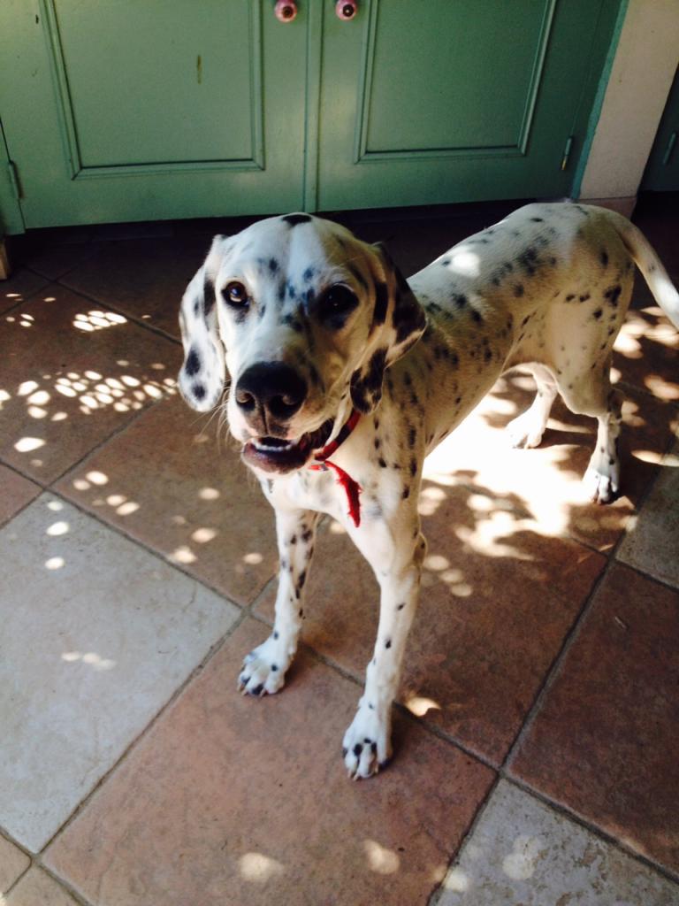 Java, croisé braque et setter de 6 mois