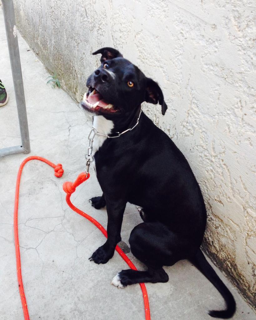 tyser, croisé labrador de 1 an