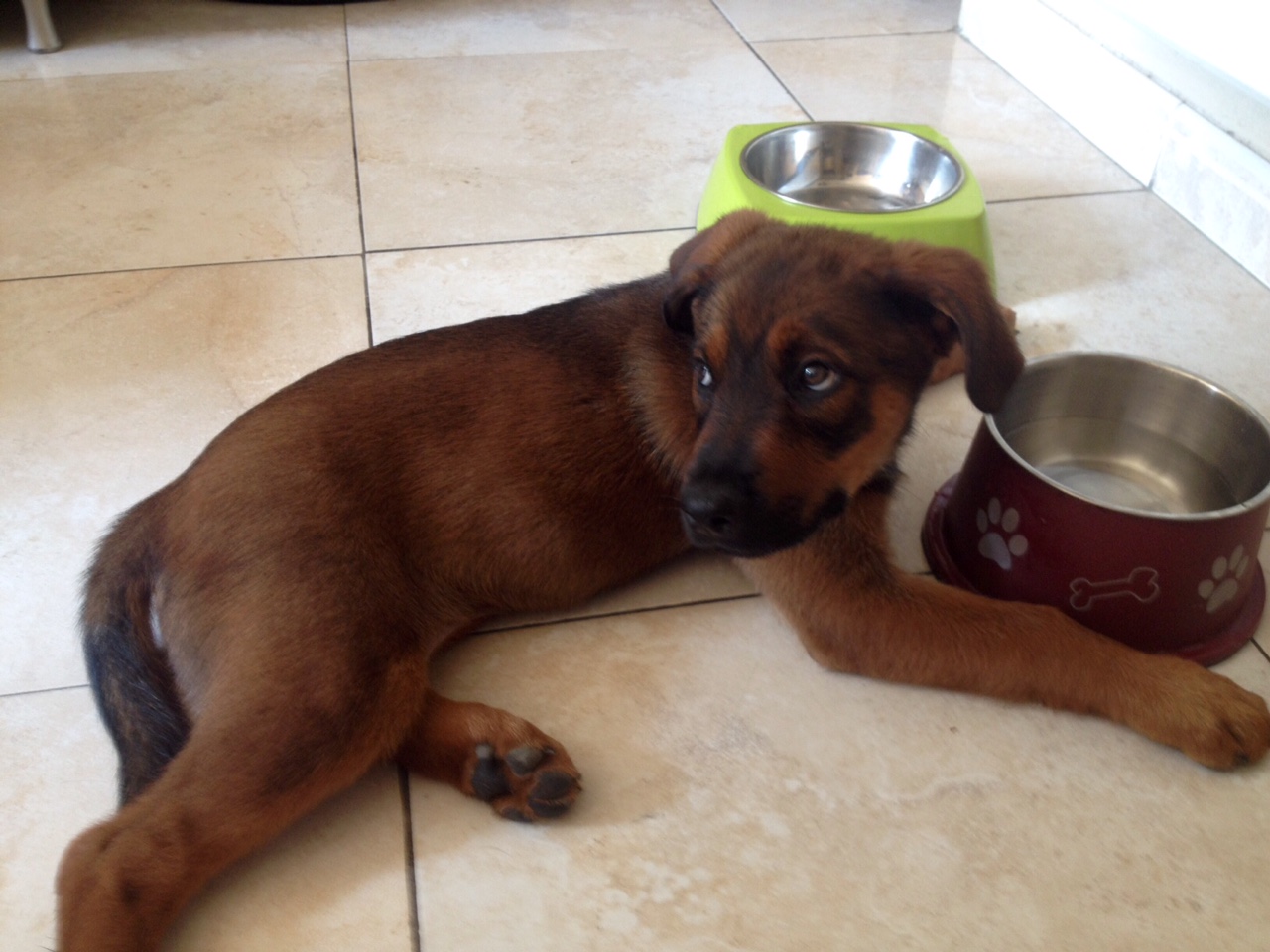 Lao, croisé rottweiler malinois de 2 mois