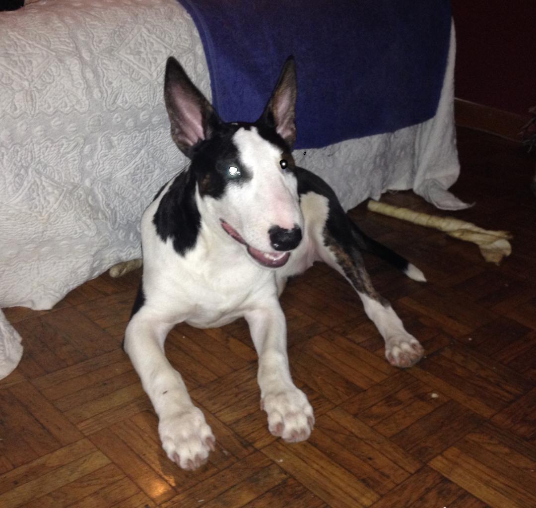 Bonnie, bull terrier de 5 mois