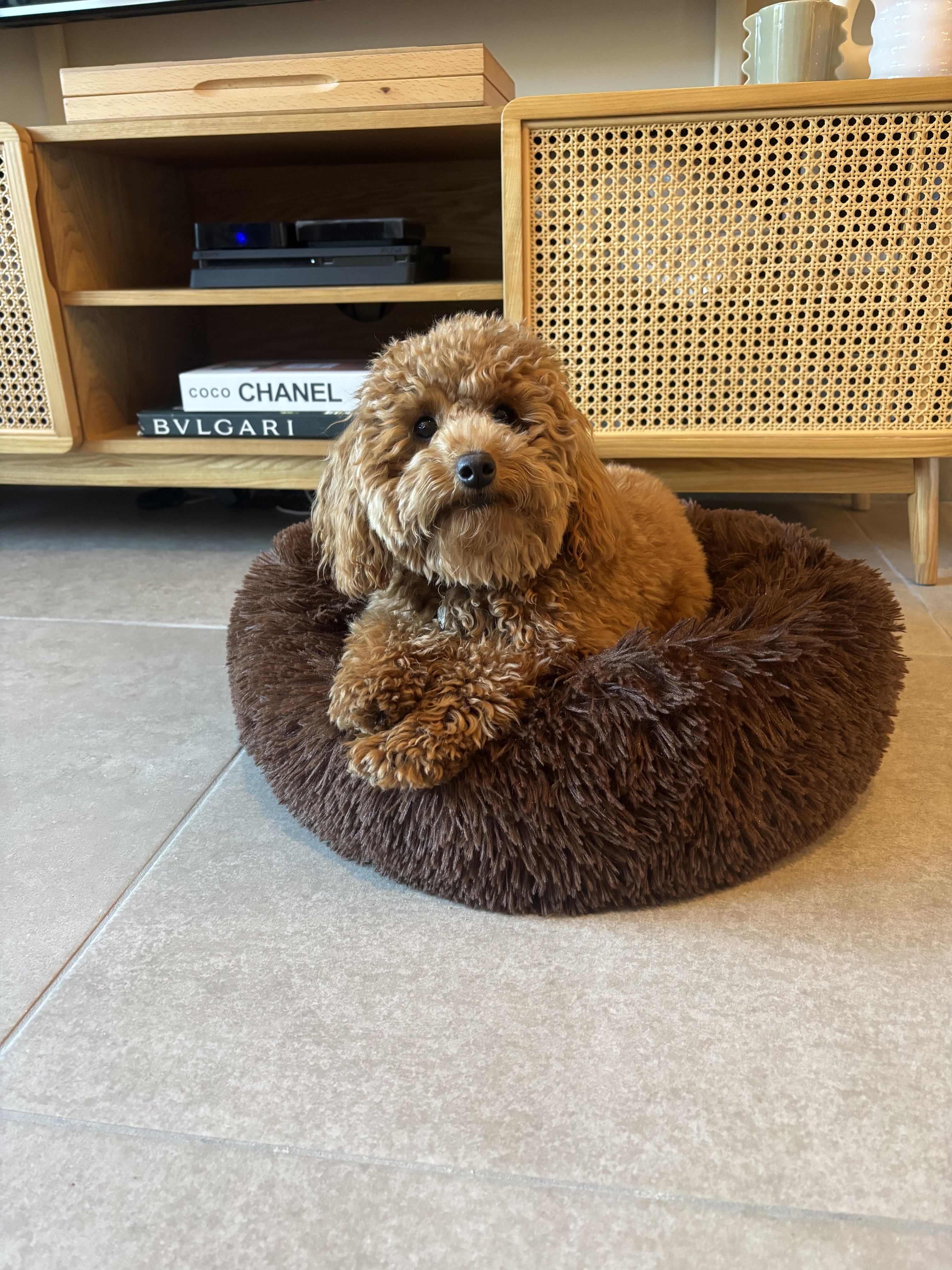 Ginger, caniche toy 10 mois