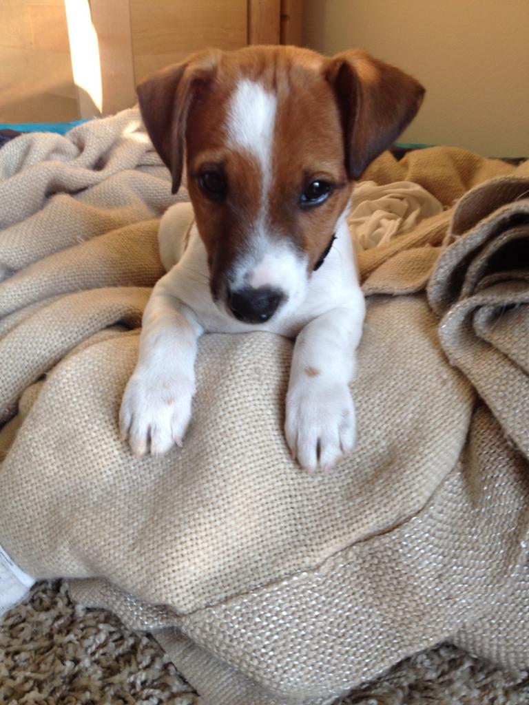 Gus, Jack Russel de 2 mois