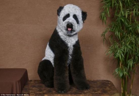  Chien-panda