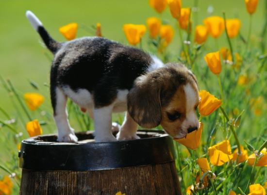 Beagle