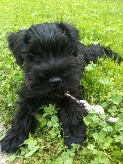 Goliath, 3 mois (schnauzer nain)