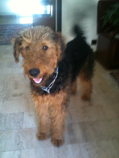 Folk, airedale terrier de 10 mois