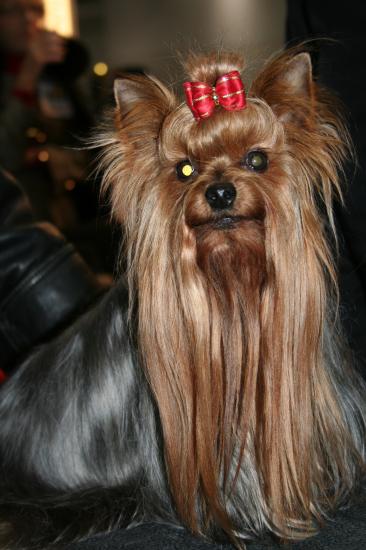 salon du chien Yorkshire terrier