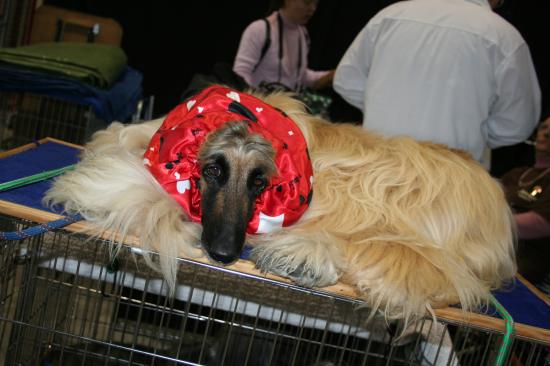 salon du chien lévrier afghan