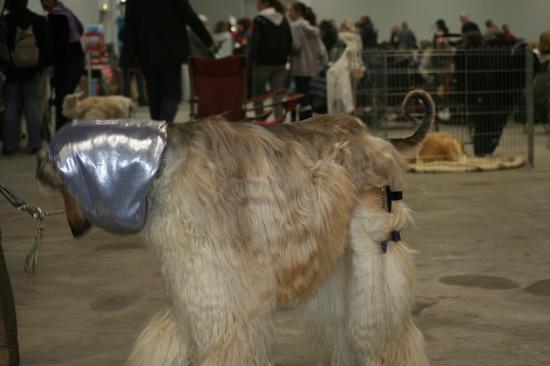 salon du chien lévrier afghan