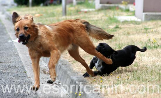 mais ! non ! traverse pas! c'est dangereux !!