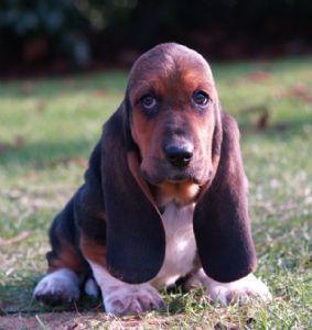 Basset