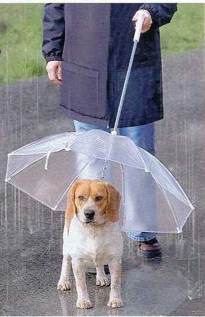 Parapluie pour chien