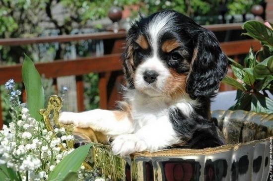 Cavalier King Charles