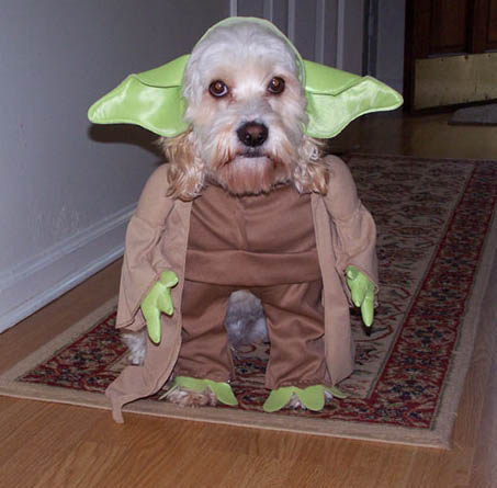 Chi-yoda