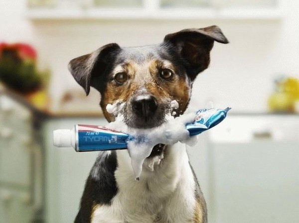 utiliser denti...pour avoir les crocs blancs