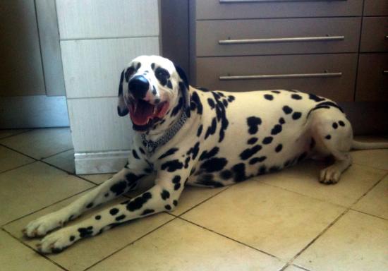  Domino, dalmatien de 2 ans 1/2