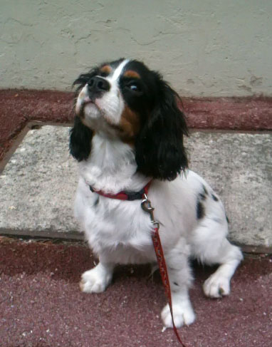 Foudgi (cavalier king Charles)