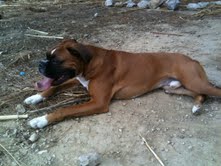 Jah (boxer 9 mois)