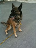 Lou (malinois de 7 ans)