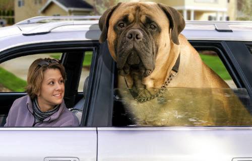 je suis le plus gros chien un Mastiff de 155 Kg