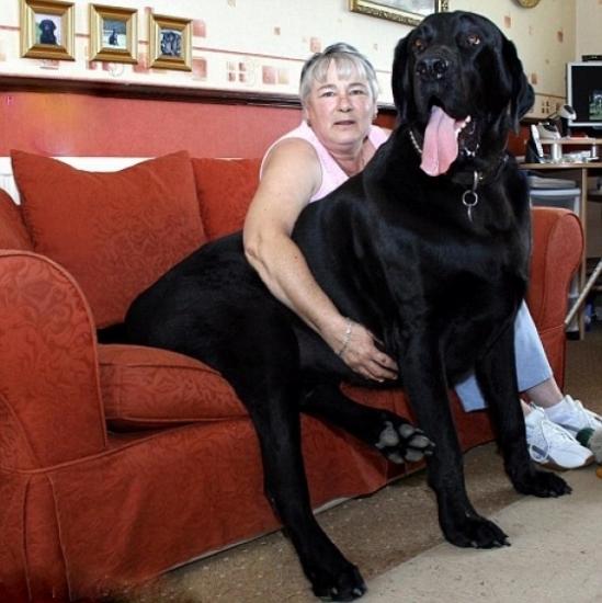 plus grand chien d'Angleterre nommé SAMSON